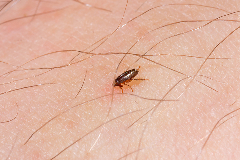 Flea Pest Control in Oxford Oxfordshire